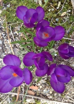 purple crocus