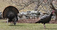 turkey