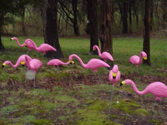 field of plastic flamingos