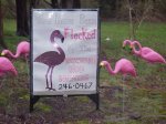 flamingo flocking in the rain