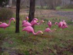 flamingo flocking in the rain
