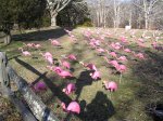 flamingos flock at Barnstable Village private home