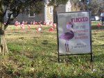 flamingos flock at Barnstable Village private home