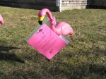 flamingos flock at Barnstable Village private home