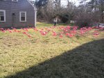 flamingos flock at Barnstable Village private home