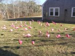 flamingos flock at Barnstable Village private home