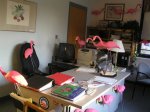 flamingos flock at Barnstable High School