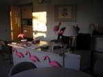 flamingos flock at Barnstable High School