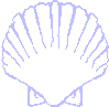 scallop